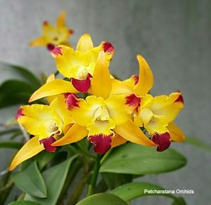 Cattlianthe Chaveewan Beauty