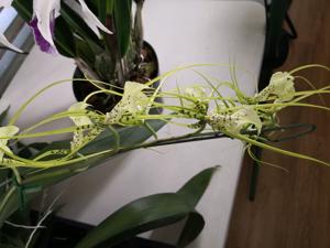 Brassia Spider World