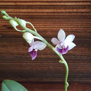 Phalaenopsis Anna-Larati Soekardi