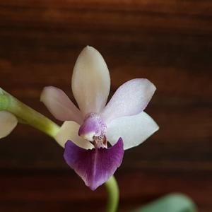 Phalaenopsis Anna-Larati Soekardi