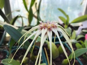 Bulbophyllum Lion King