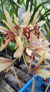 Cymbidium Lilliput