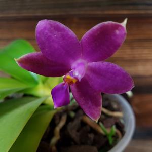 Phalaenopsis Su's Bellicosa-violacea