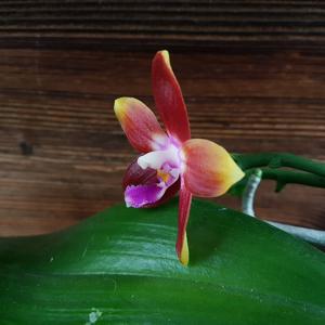 Phalaenopsis Tying Shin Fly Eagle