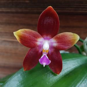 Phalaenopsis Tying Shin Fly Eagle