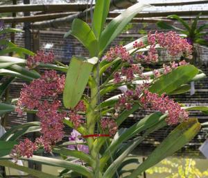 Acampostylis Thailand Vacation Destination