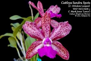 Cattleya Sandra Spots