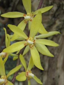 Rhinochilus Yellow Cascades