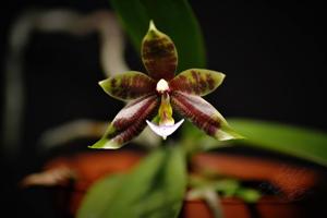 Phalaenopsis Datu Chan San-chang