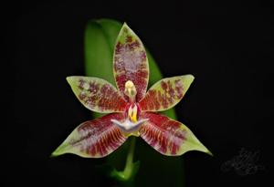 Phalaenopsis Datu Chan San-chang