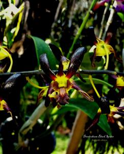 Dendrobium Black Spider