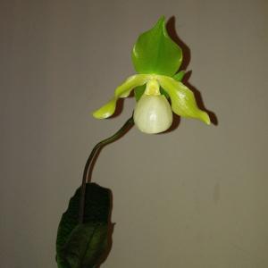 Paphiopedilum Envy Green