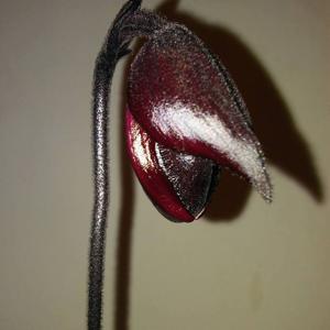 Paphiopedilum Maudiae