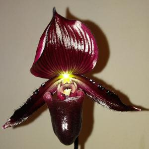 Paphiopedilum Maudiae