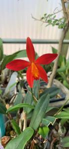 Cattleya Jinn