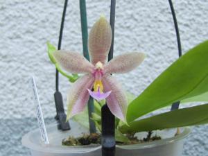 Phalaenopsis Algicora