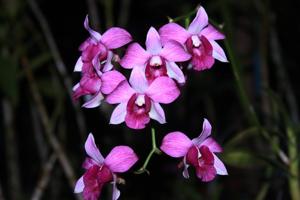 Dendrobium Sonia Lips