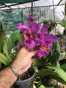 Rhyncholaeliocattleya Tchaikovski