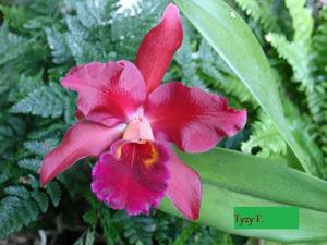 Cattlianthe Miva Royal Chocolate