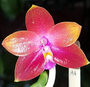 Phalaenopsis Tying Shin Fly Eagle