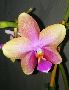 Phalaenopsis Sweet Memory