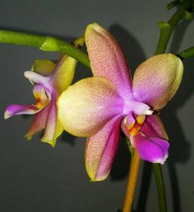 Phalaenopsis Sweet Memory