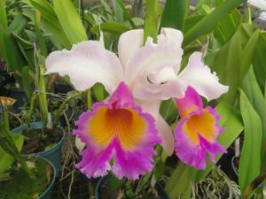 Cattleya Maggie Raphael