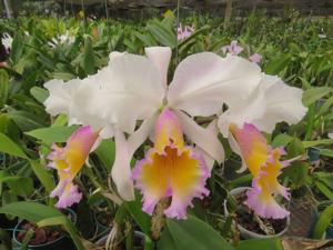 Cattleya Maggie Raphael