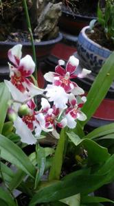 Oncidopsis Bartley Schwarz (Beall)