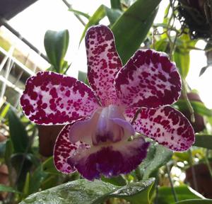 Cattleya Motte Spot