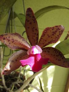 Rhyncholaeliocattleya Pali Polka Dot