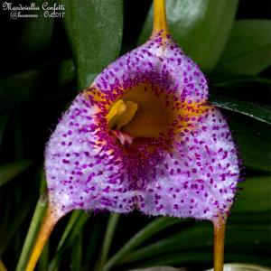 Masdevallia Confetti