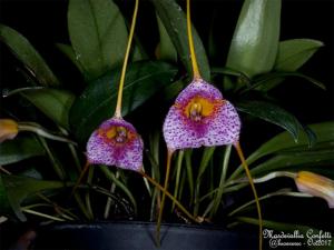 Masdevallia Confetti