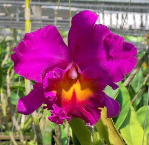 Rhyncholaeliocattleya Pink Empress