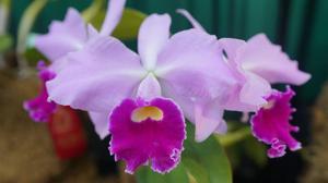 Cattleya Cornelia (1893)