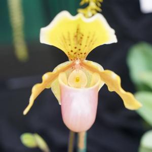 Paphiopedilum Wössner Ministar