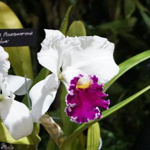 Cattleya Chian-Tzy Mildcompton