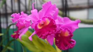 Rhyncholaeliocattleya Amy Wakasugi