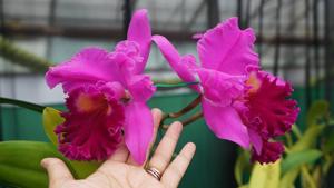 Rhyncholaeliocattleya Amy Wakasugi