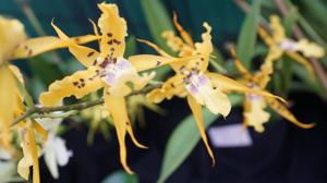 Aliceara Pacific Nova