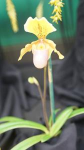 Paphiopedilum Wössner Ministar