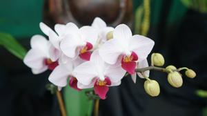 Phalaenopsis Little Gem Stripes