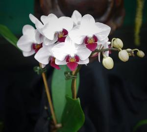 Phalaenopsis Little Gem Stripes