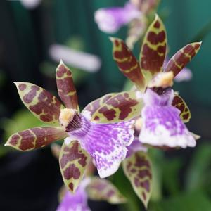 Zygopetalum Jumpin Jack