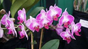 Phalaenopsis Dragon Tree Paradise