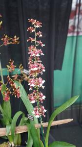 Oncidium Aka Baby