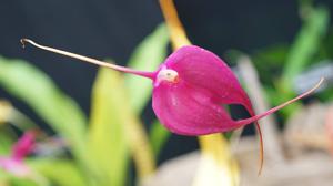 Masdevallia Redwing