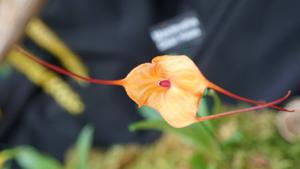 Masdevallia Dean Haas