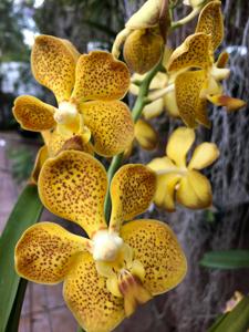 Vanda tricolor-Memoria Thianchai