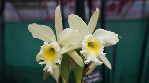 Rhyncholaeliocattleya Sea Swirl